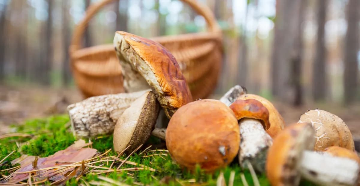 Gdzie na grzyby z noclegiem? Odkryj idealne miejsca na wypoczynek